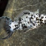 مولی دالماسی (Dalmatian Molly)