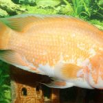 میداس (Amphilophus citrinellus)