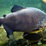 ماهی پاکو (Pacu)