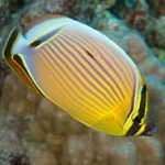 پروانه ماهی (Chaetodontidae)