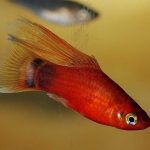 پلاتی بادبان باله (Topsail Platy)