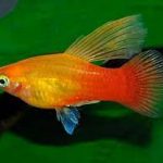 پلاتی باله بلند (Hi Fin Platy)