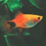پلاتی میکی موس (Mickey Mouse Platy)