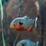 ماهی پیرانا (Piranha)