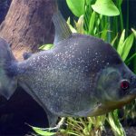 پیرانای سیاه (Black Piranha)