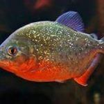 پیرانای شکم قرمز (Red Belly Piranha)
