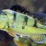 پیکاک باس (Peacock Bass)