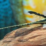 گربه ماهی فارلوولای (Royal Farlowella Catfish)