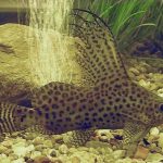 کتفیش خاردار (synodontis eupterus catfish)