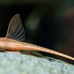 گربه ماهی پاناما (Loricaria Catfish)