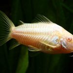 کریدوراس زال (ِAlbino Aeneus Corycat)