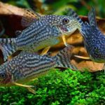 معرفی تصویری ماهی کریدوراس (Corycat Fish)