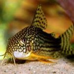 کریدوراس استربا (Sterba’s Cory)