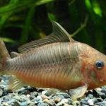 کریدوراس زمردی (Brochis Corycat)