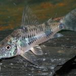 کریدوراس فلفلی (Peppered Corycat)