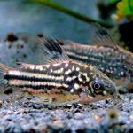 کریدوراس نانوس (Nanus Corycat)