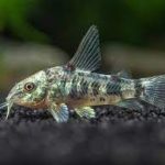 کریدوراس کاهی یا خال خال (Corydoras paleatus)