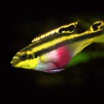 سیچلاید کرینسیس (Pelvicachromis pulcher )