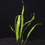 گیاه کریپتون (Balansae Plant)