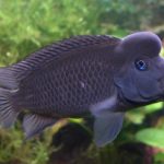 سیچلاید کله شیری (Lionhead Cichlid)