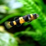 گاو ماهی (Bumblebee Goby)