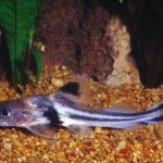 گربه ماهی آراسته (Ornate Pimelodus Catfish)