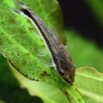 گربه ماهی اتوکنکلوس (Otocinclus Catfish)