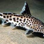 گربه ماهی الکتریکی (Synodontis Catfish)