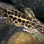 گربه ماهی جگوار (Jaguar Catfish)