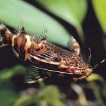 گربه ماهی وارونه(SynsdontIs Nigriventris)