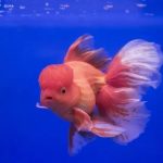 گلدفیش اوراندا (Oranda Goldfish)
