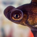 گلدفیش تلسکوپی (Telescope Goldfish)