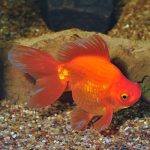 گلدفیش رایکین (Ryukin Goldfish)