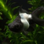 گلدفیش پاندا (Panda Butterfly Goldfish)
