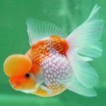 گلد فیش پرلسکال (Crown Pearlscale Goldfish)