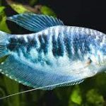 گورامی مرمری (Opaline Gourami)