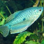 گورامی آبی (Blue gourami)