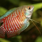معرفی تصویری ماهی گورامی (Gourami Fish)