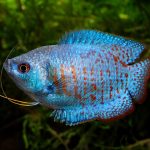 گورامی دارف (Dwarf Gourami)