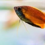 گورامی دارف عسلی (Honey Dwarf Gourami)