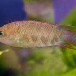 گورامی دم شانه ای (Combtail Gourami)