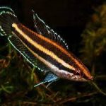 گورامی صداساز (Licorice Gourami)