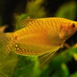 گورامی طلائی (Gold Gourami)