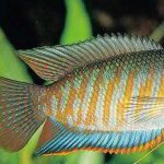 گورامی نواری (Banded Giant Gourami)