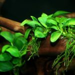 گیاه آنوبیاس نانا (Anubias nana)