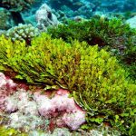 گیاه هالیمدا (Halimeda)