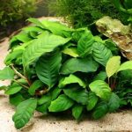 گیاه کافه فولیا (Anubias coffeefolia)