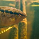 معرفی تصویری سیچلایدهای آمریکایی (American Cichlid)