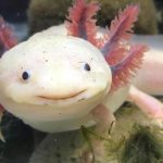 اکسولوتل (Axolotl)