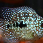 تگزاس باکس (Dwarf Texas Cichlid)